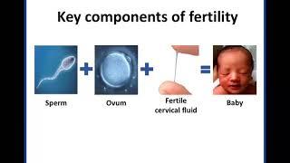 Focusing on Fertility: Intro to Fertility Awareness-Based Methods