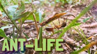  ANT-LIFE : Exploring the Micro World  Tiny Nature Discoveries 