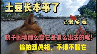 67集：院子围墙2米多，土豆不知道用什么方 法越过围墙去外面玩，彪哥和土豆斗智斗勇，终于偷拍到土豆出去的秘决，不得不服它。