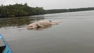 It looks unnatural from a distance, after being approached it turns out to be a crocodile