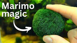 Marimo moss balls: Care, Propagation, Beginner guide!