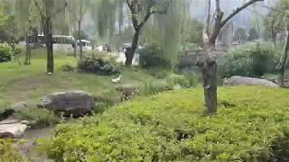 Stalking the White Duck outside of the Yellow Dragon Cave