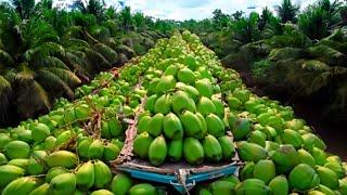 How to get Fast Harvesting and Processing of Coconut Tree |  Coconut Farming |  Coconut Processing