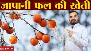 जापानी Fruit की खेती | How to Grow persimmon fruit | kaki Fruit farming | Dry Fruit farming