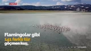 Burdur Yarışlı Gölü'nde flamingo yoğunluğu