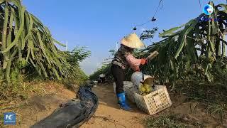 GLOBALink | Eyes on Hainan: South American fruit sweetens life on China's tropical island