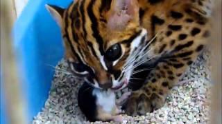 Asian Leopard Cat