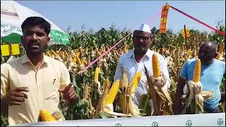 Kaveri Maize KMH8322