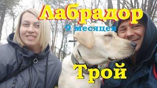 #Labrador Troy 9 months | Лабрадор Трой 9 месяцев