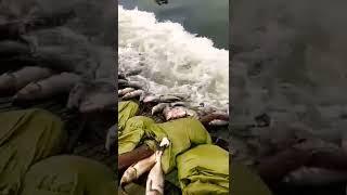 Amazing trap a lots of fishing, with Phann Phuy Fishing videos