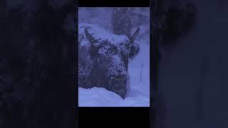 Young bison during heavy snowfall.  #shots #wildlife