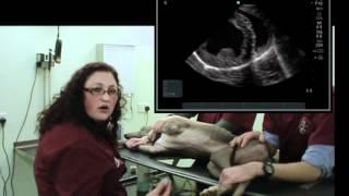 IMV imaging cardiac ultrasound video 7 - Right parasternal short axis view (mitral valve)