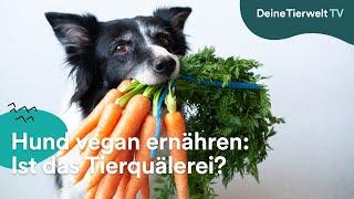 Hund vegan ernähren: Ist das Tierquälerei?