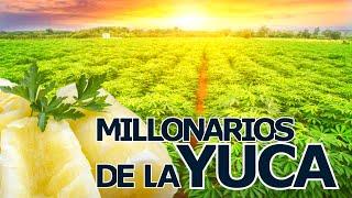 Como generar millones de dólares produciendo Yuca