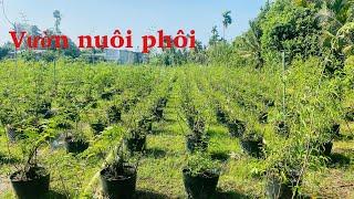 Chia sẽ thêm vườn nuôi phôi