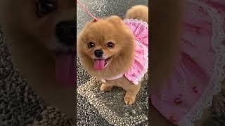 Cute and adorable dog || Katie is wearing her new dress #shorts