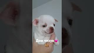 Дом Чихуа
