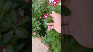 Madagascar periwinkle flowers #flower