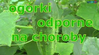 ogórki odporne na choroby