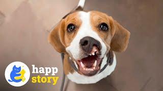 Bea the Beautiful: A Cleft Palate Dog's Inspiring Story!| HAPP