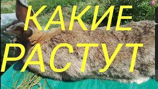 Разведение кроликов.КАКИЕ вырастают кролики.ПРОБЛЕМЫ с кролихой