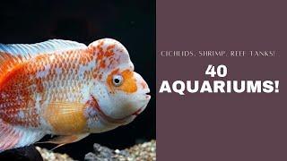 40 aquariums!  Monster Cichlids, Shrimp, Reef tanks, Aquarium Fish!