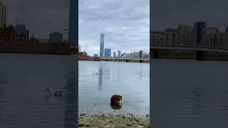 БОБР 3  он вернулся! БОБР в конце видео, а до него Ондатра #красота #осень #бобры #река #песня