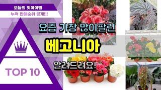 베고니아 추천 판매순위 Top10 || 가격 평점 후기 비교