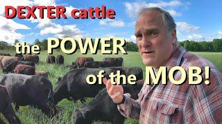 how MOB GRAZING results in amazing pasture growth: it's cattle psychology!