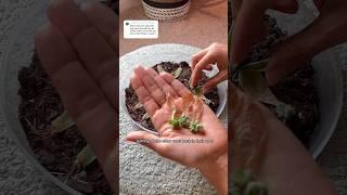 You’ve grown your succulents leaves, now what? #plantcare #succulent #propagation