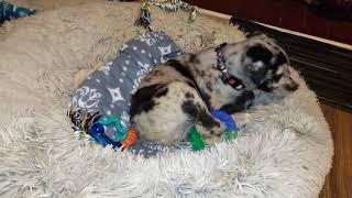 Australian Shepherd Red Merle and Pitbull mix. Meet Jax!