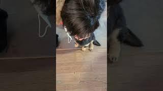 김깜순 어린시절 2 #shorts