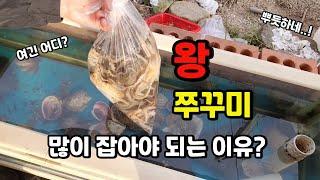 삼천포 겨울 왕 쭈꾸미 낚시 마릿수 사이즈 대박! (여긴 쭈꾸미가 공짜?)