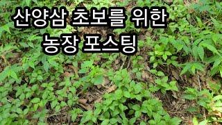 산양삼 농장을 할려면 꼭 보세요