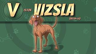 The Vizsla