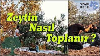 Zeytin Nasıl Toplanır? Vlog#33