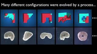 Reconfigurable Organisms Video S1.