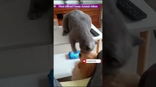 Viral Funny  Videos Funny Animal Videos Most Funniest Noor Official