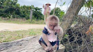 Footage of you crying! Baby monkey SinSin loved his Dad very much since he was a baby