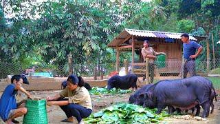 Harvesting vegetables for pigs after 20 days of care. DT has a new basket.