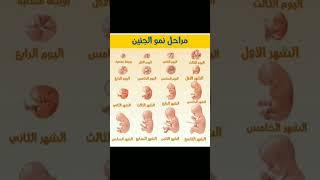 مراحل نمو الجنين 