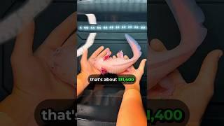How Long Does An Axolotl Live ⏳⌛