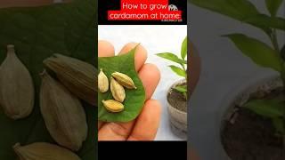 how to grow cardamom from seeds #green #gardening