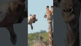 Animales Graciosos / Imagenes epicas de animales/ Animales unicos #shorts #short