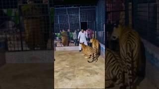 Dar Nahi Lagta In Ko  #ytshorts Mian Saqib #lion #animals #tiger #petlover