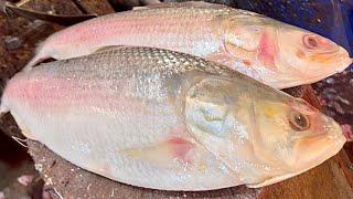 Delicious Big Hilsa Fish Cutting Skills Fish Market | Fish Cutting Techniques