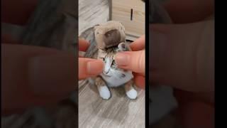 等罐頭中，太調皮了#funnyvideos #貓 #foryou #cat #萌寵  #cutepets  #cutecatsoftiktok#dailydaily