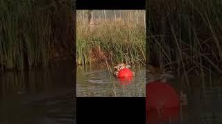 母老虎玩球...Tigress plays a ball... #animals #中国 #搞笑 #可愛動物 #動物