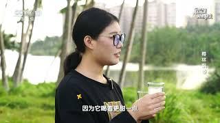 《透视新科技》 20241221 椰林飘香 | CCTV科教