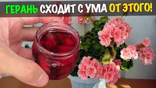 Герань с Роду Так Не Цвела! Бабушкин Рецепт Подкормки для Пышного Цветения Всех Цветов!